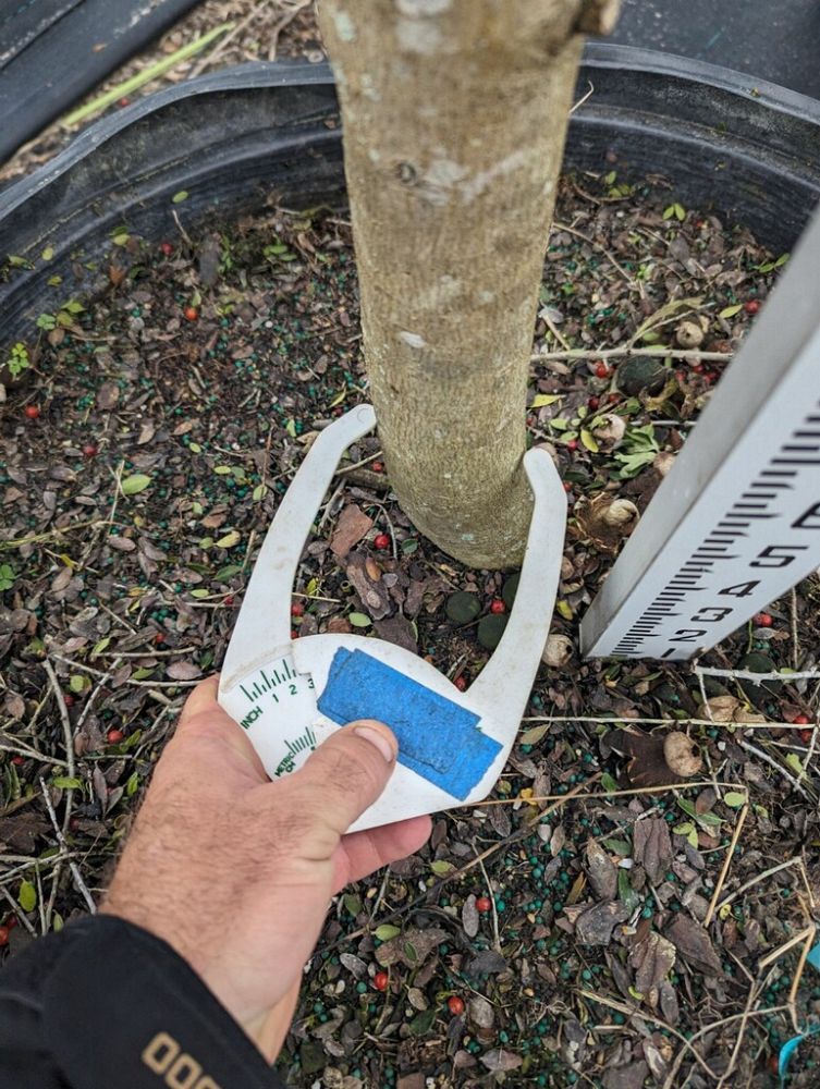 betula-nigra-riverbirch
