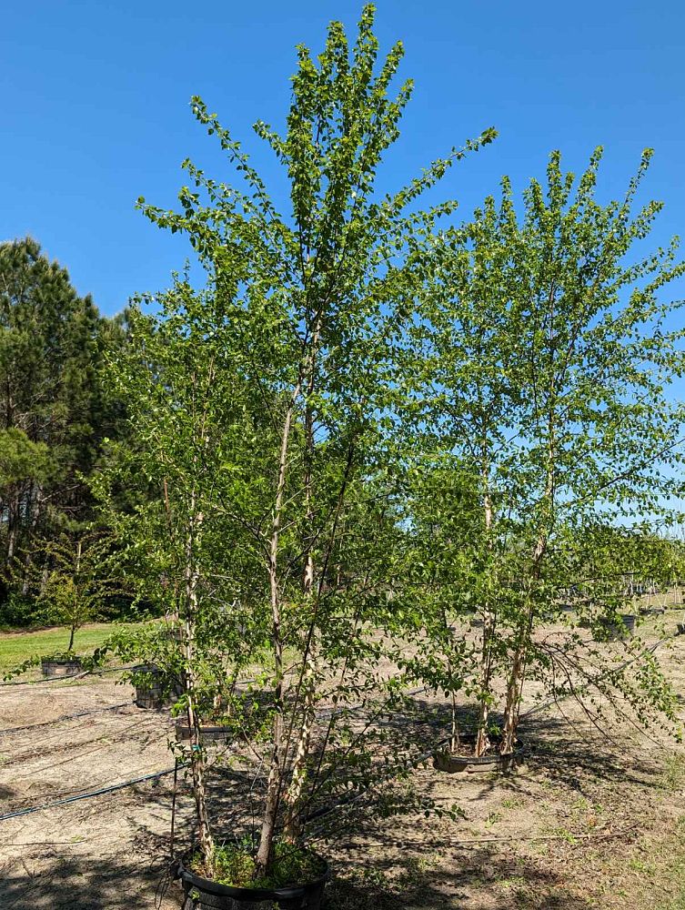 betula-nigra-riverbirch
