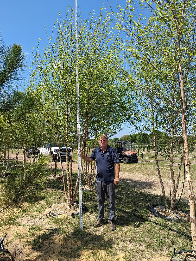 betula-nigra-riverbirch