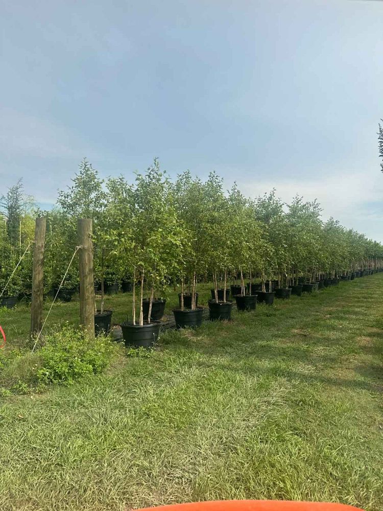 betula-nigra-riverbirch