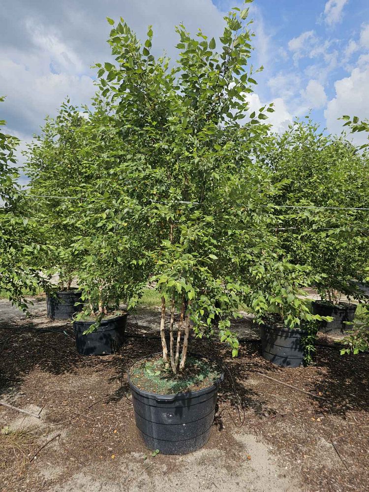 betula-nigra-riverbirch