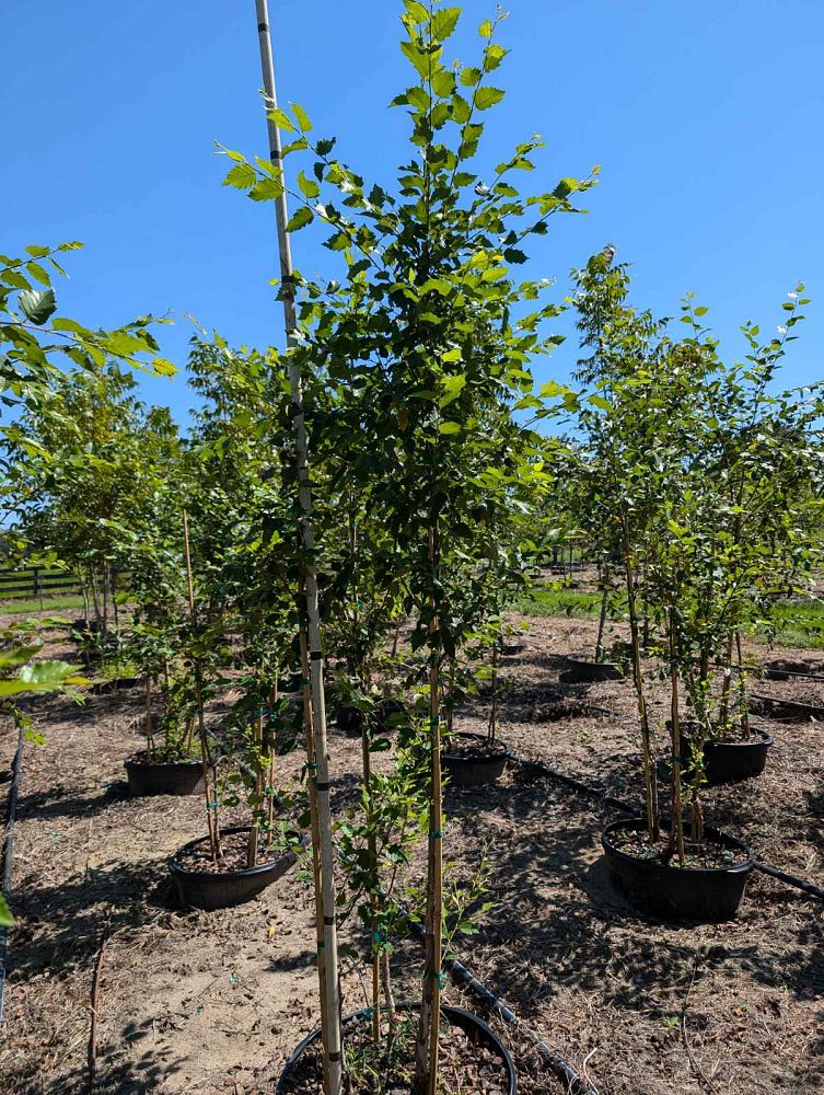 betula-nigra-riverbirch