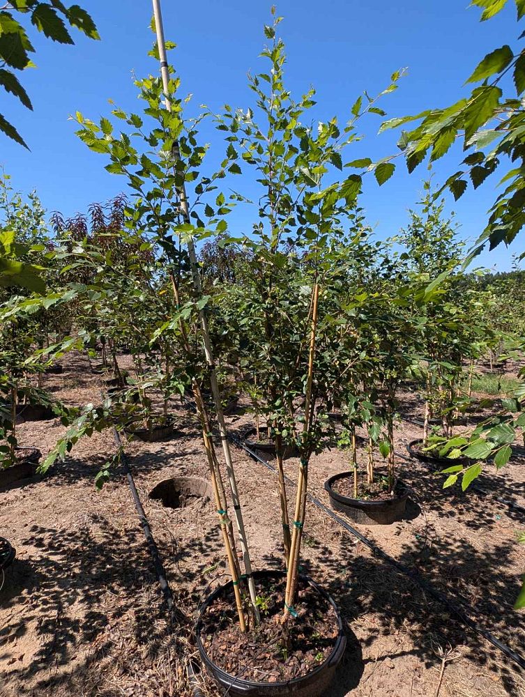 betula-nigra-riverbirch