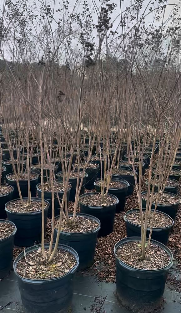 betula-nigra-riverbirch
