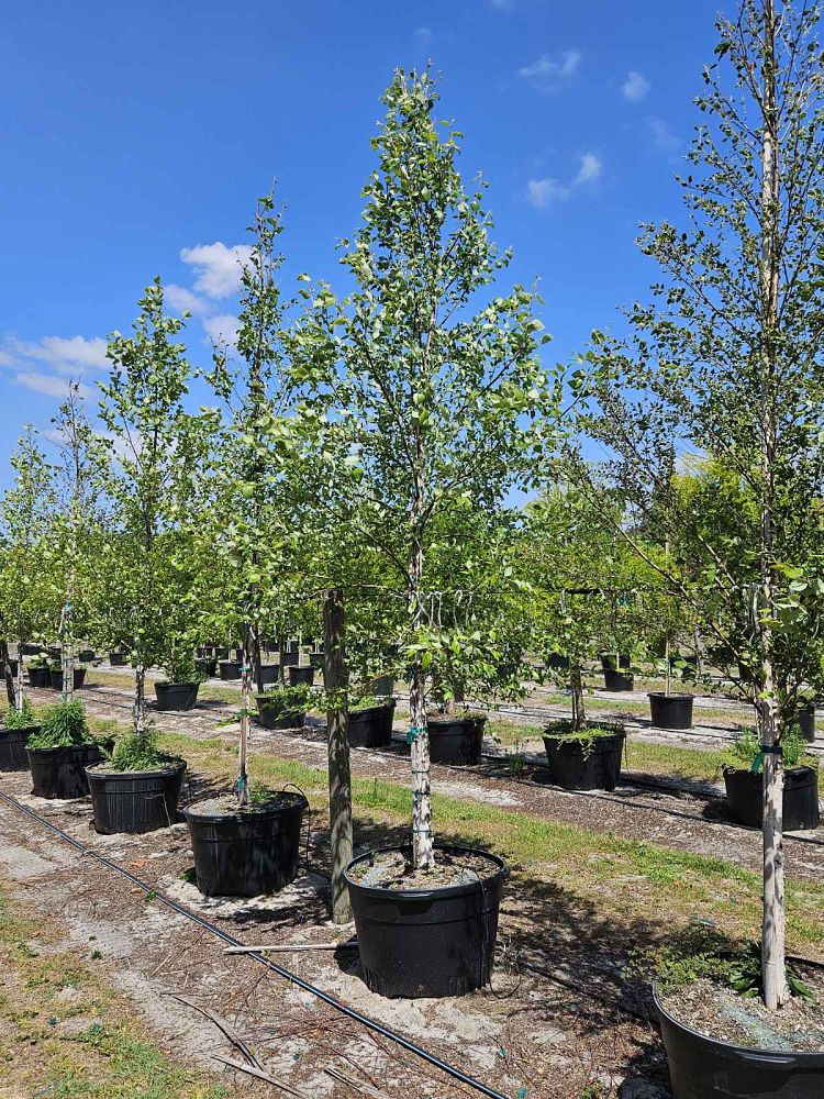 betula-nigra-riverbirch