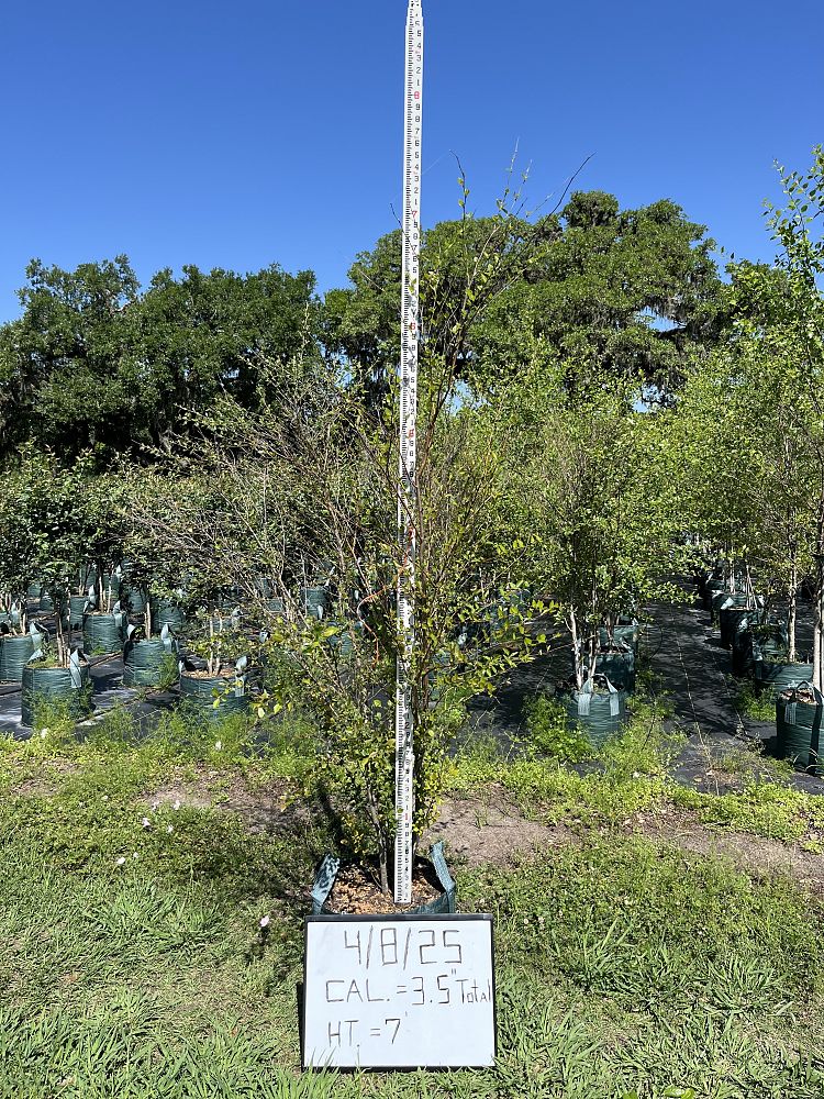 betula-nigra-riverbirch