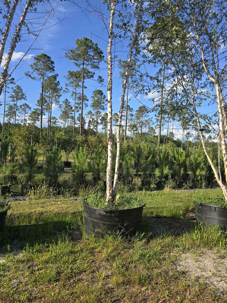 betula-nigra-riverbirch