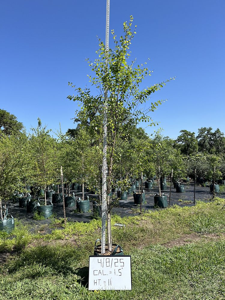 betula-nigra-riverbirch