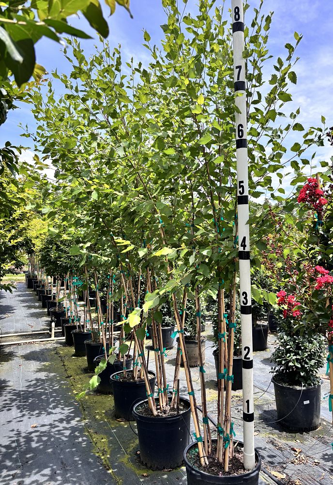 betula-nigra-riverbirch
