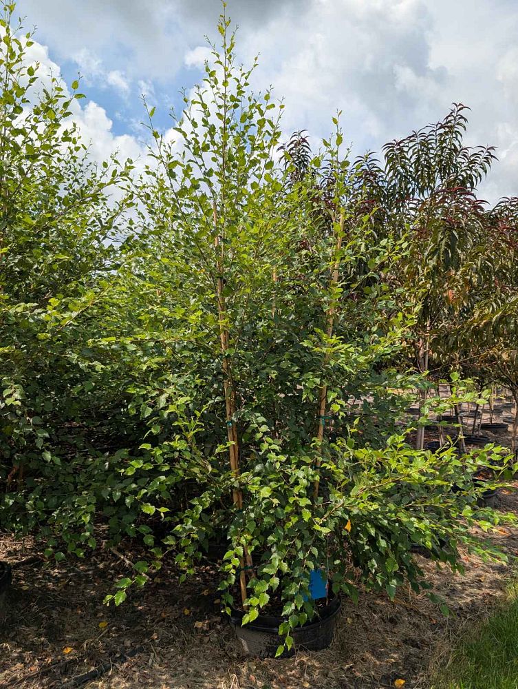 betula-nigra-riverbirch