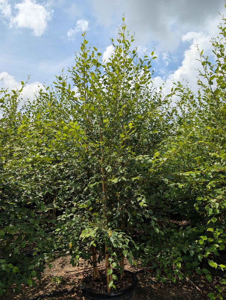 betula-nigra-riverbirch