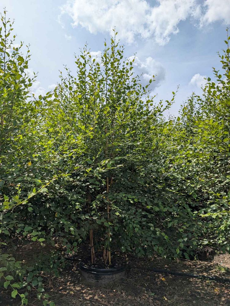 betula-nigra-riverbirch