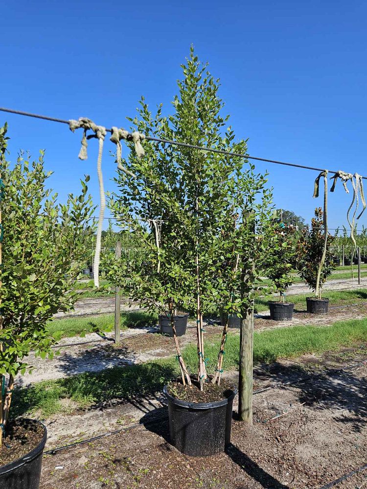 betula-nigra-riverbirch
