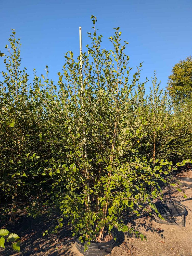 betula-nigra-riverbirch