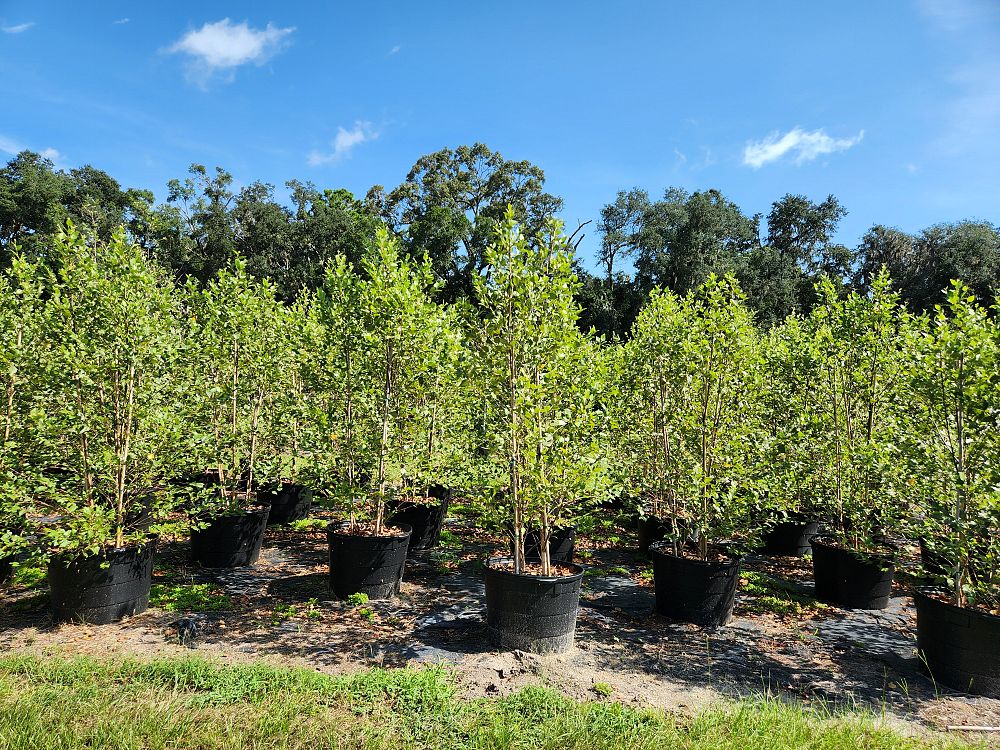 betula-nigra-riverbirch