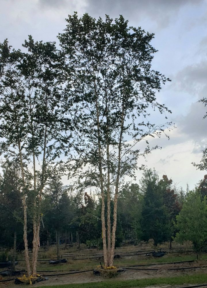 betula-nigra-riverbirch