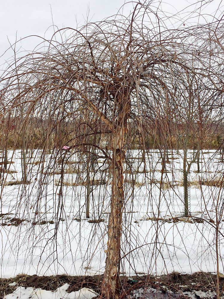 betula-nigra-summer-cascade-riverbirch
