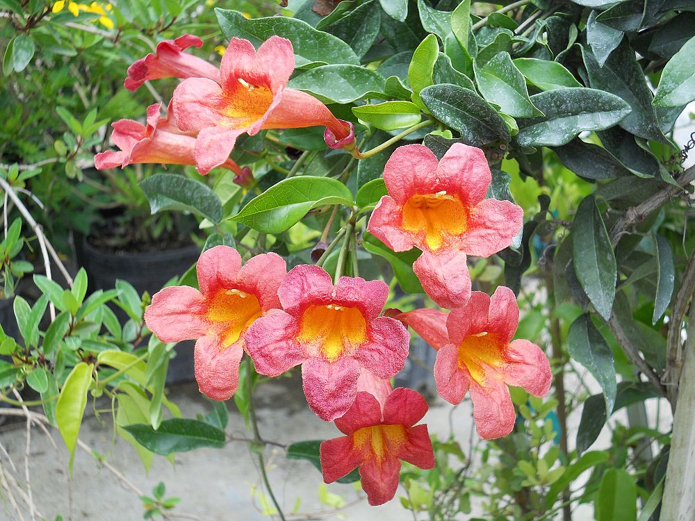bignonia-capreolata-cross-vine