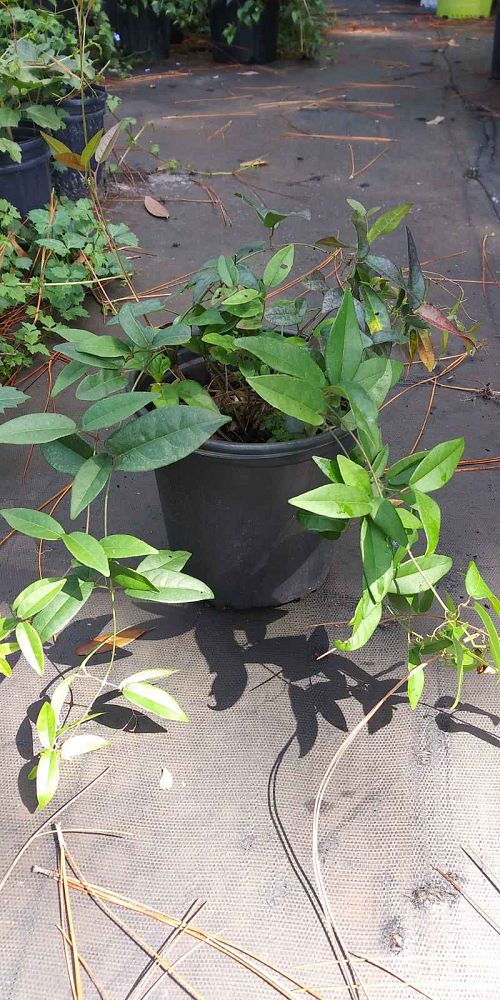 bignonia-capreolata-cross-vine