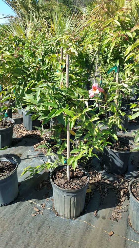 bignonia-capreolata-tangerine-beauty-cross-vine
