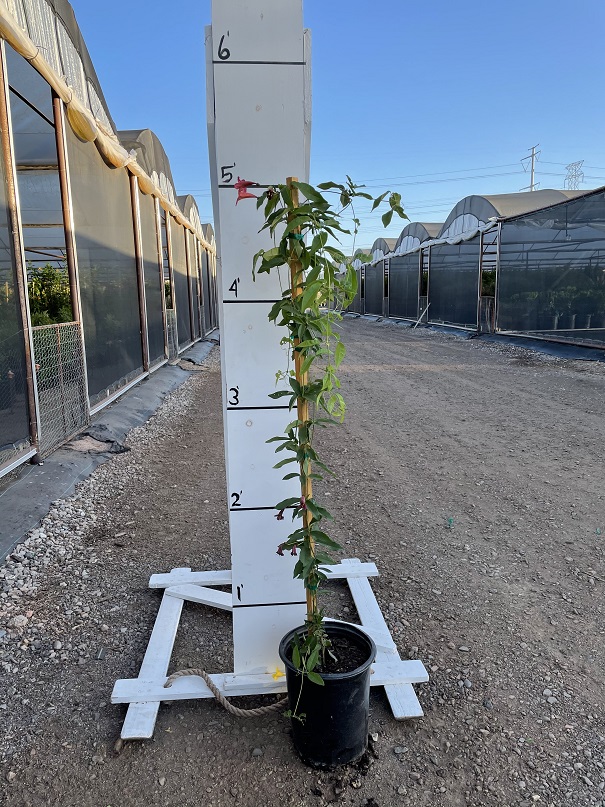 bignonia-capreolata-tangerine-beauty-cross-vine