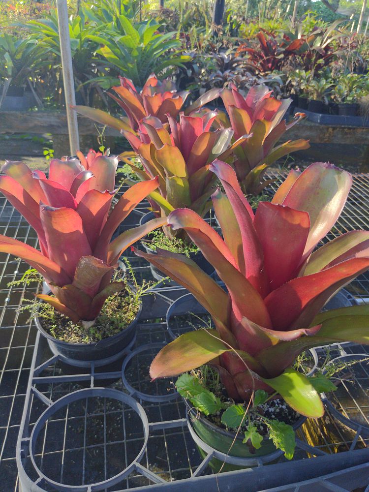 billbergia-amoena-bromeliad