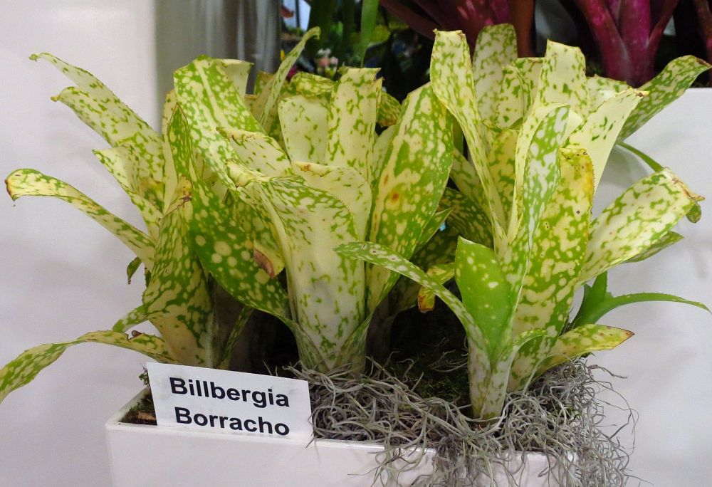 billbergia-borracho-bromeliad