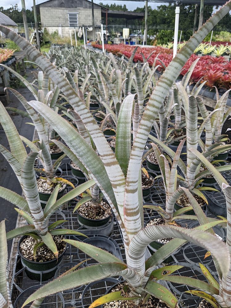 billbergia-brasiliensis