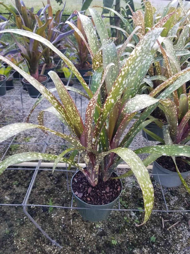 billbergia-casa-blanca-bromeliad-queen-s-tears