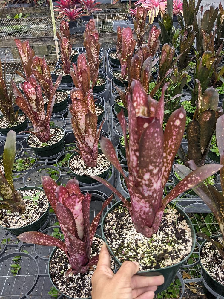 billbergia-hallelujah-bromeliad-queen-s-tears