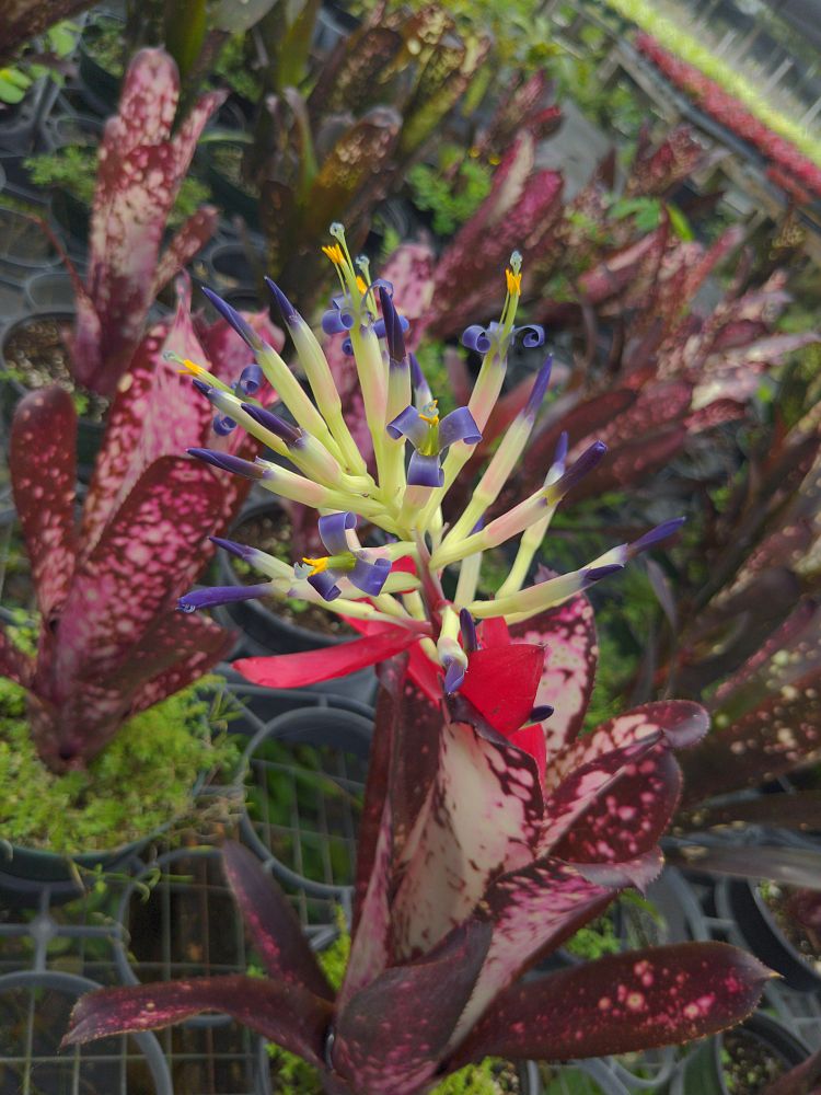 billbergia-hallelujah-bromeliad-queen-s-tears