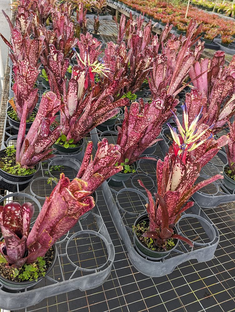 billbergia-hallelujah-bromeliad-queen-s-tears