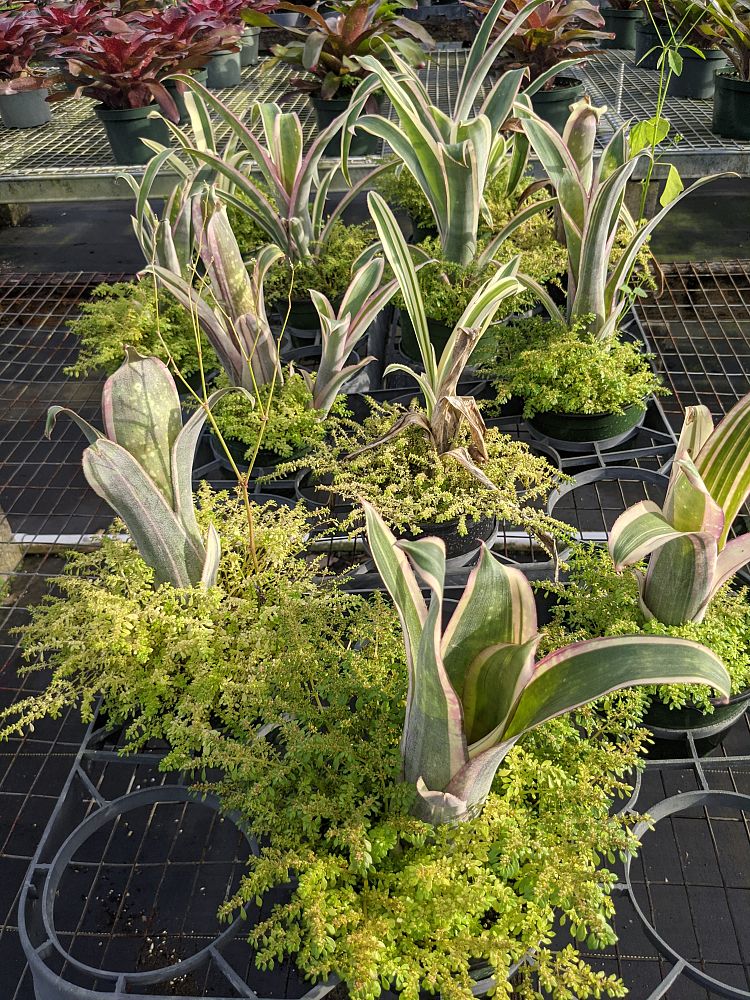 billbergia-louise-bromeliad-queen-s-tears