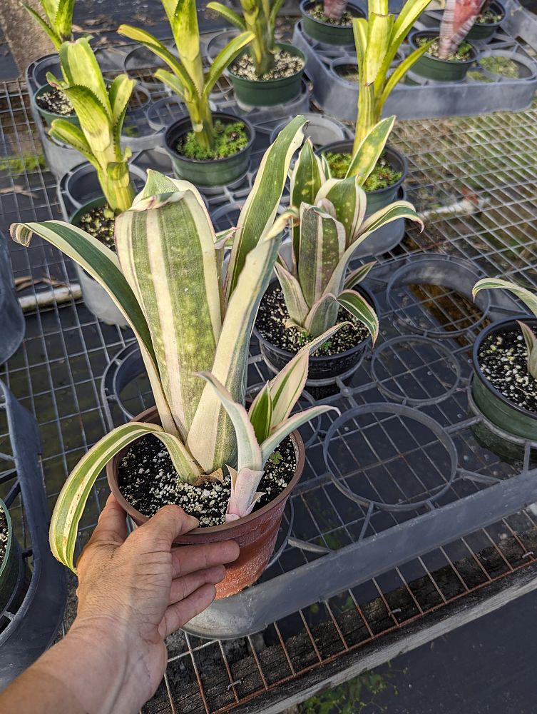 billbergia-louise-bromeliad-queen-s-tears