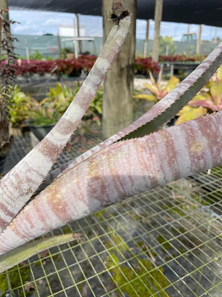 billbergia-rosea-bromeliad