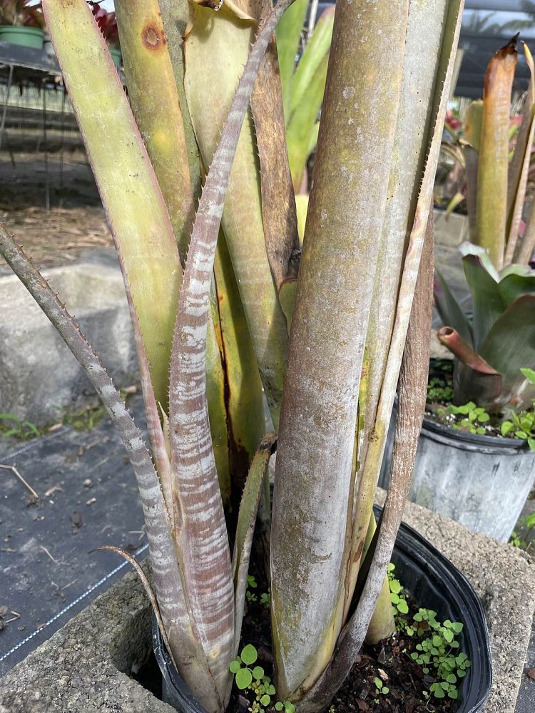billbergia-rosea-bromeliad