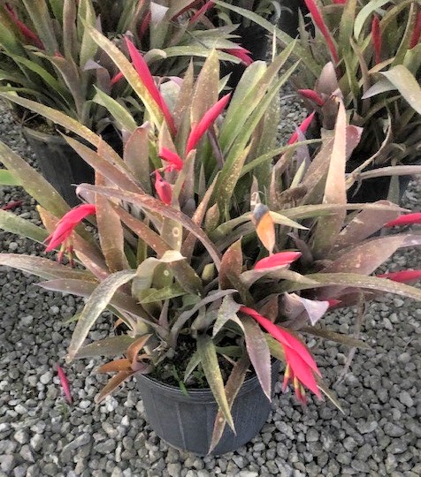 billbergia-saundersii-bromeliad-snake