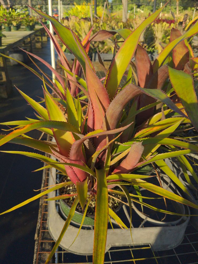 billbergia-viridiflora-bromeliad