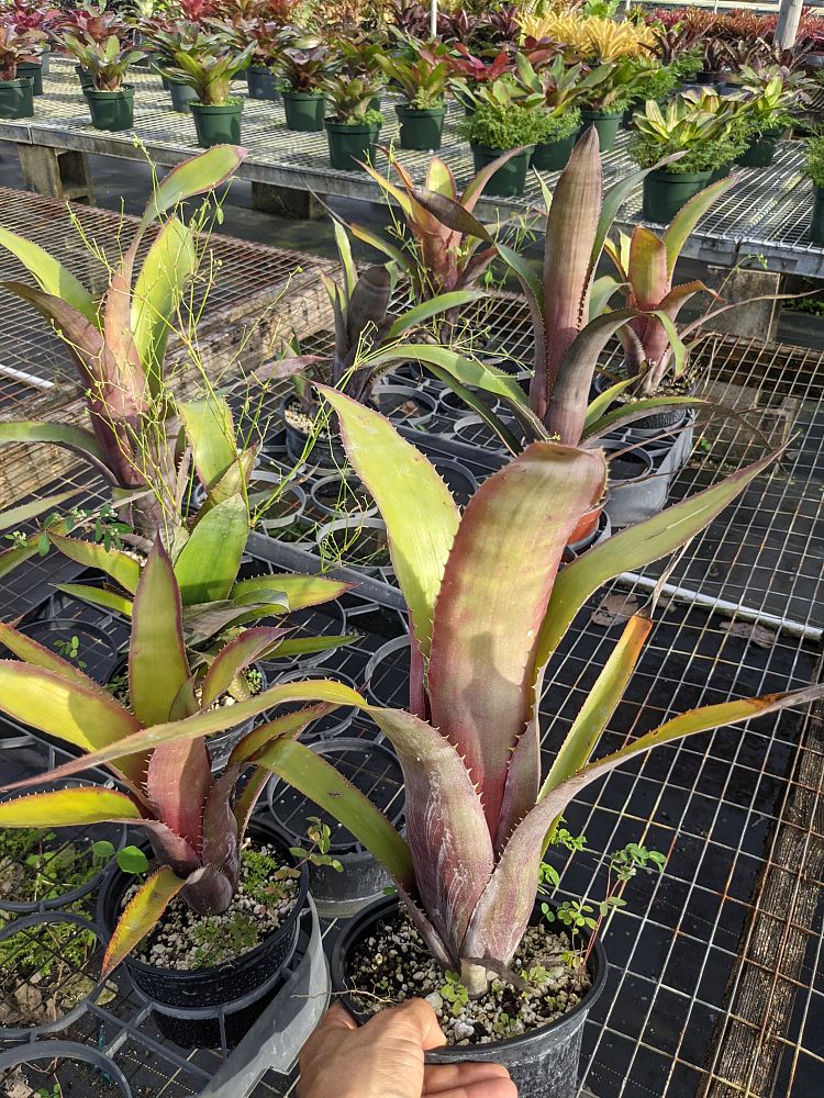 billbergia-viridiflora-bromeliad