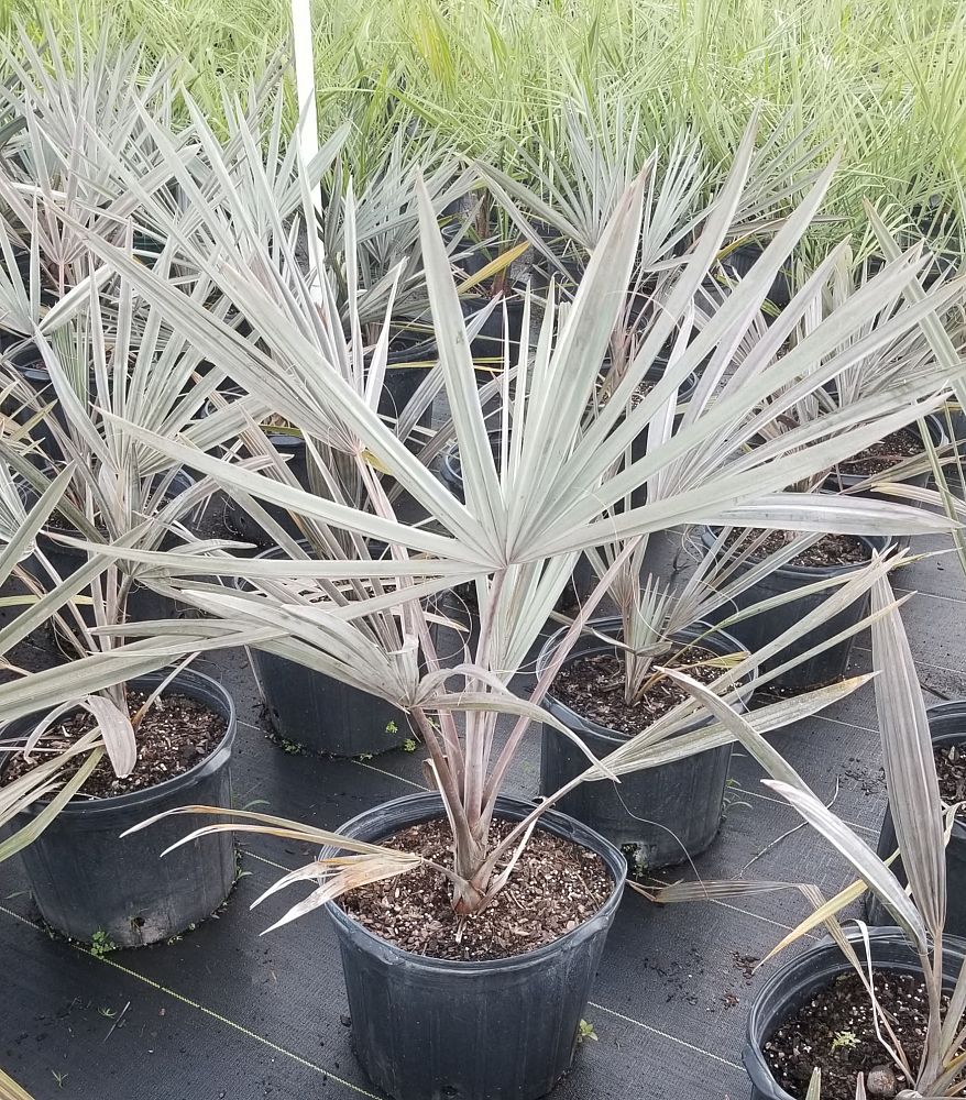 bismarckia-nobilis-bismarck-palm
