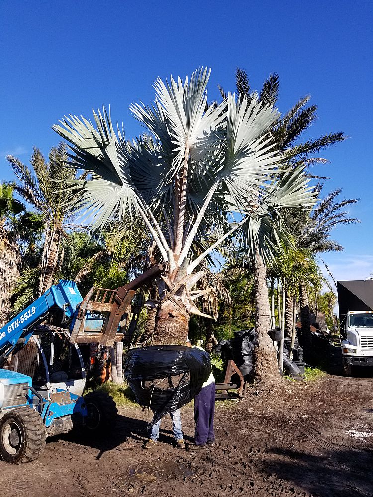 bismarckia-nobilis-bismarck-palm