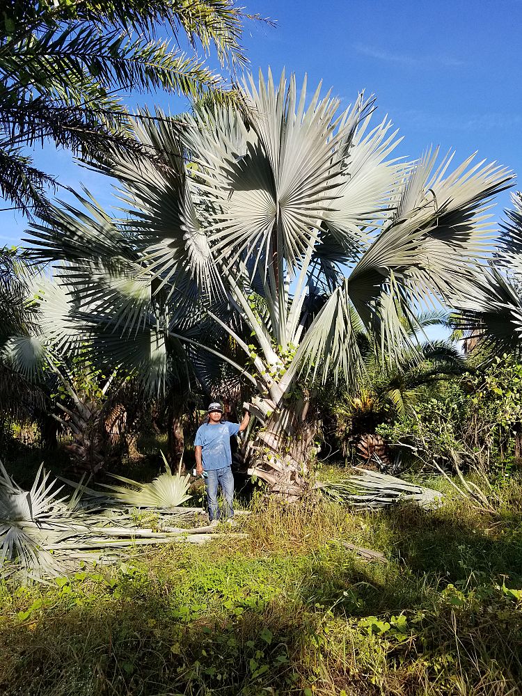 bismarckia-nobilis-bismarck-palm