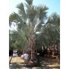 bismarckia-nobilis-bismarck-palm