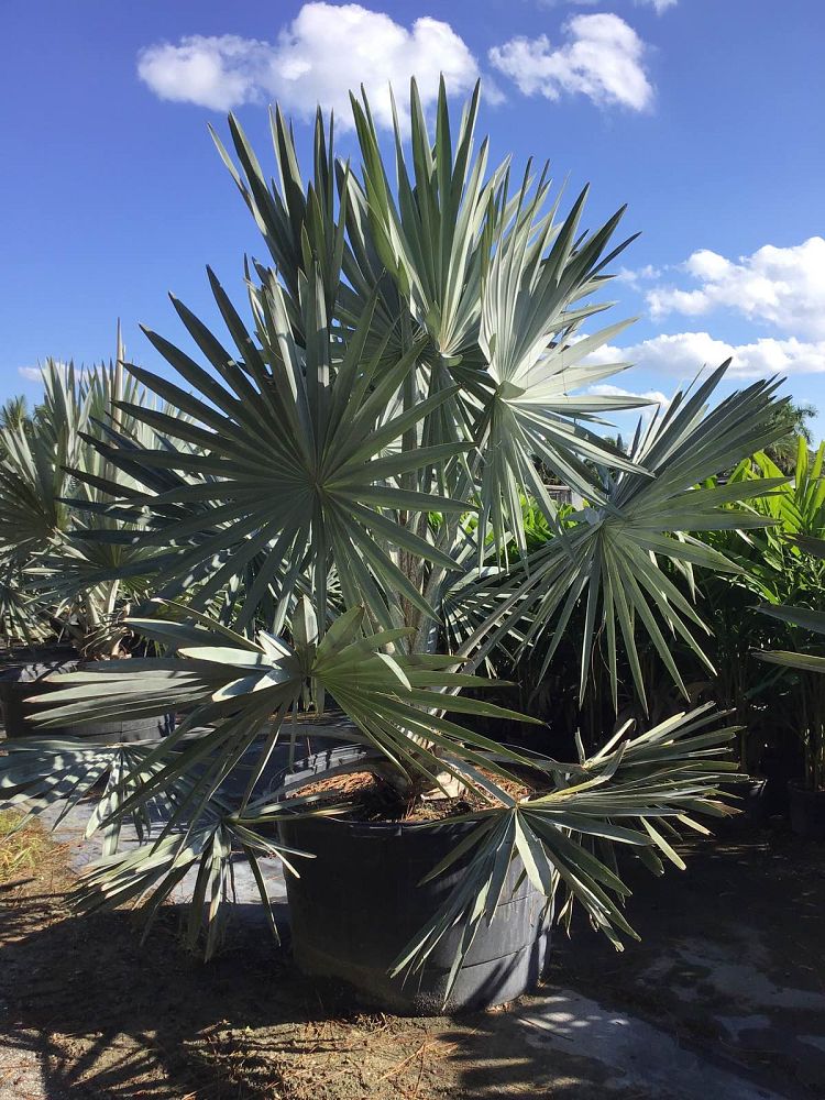 bismarckia-nobilis-bismarck-palm