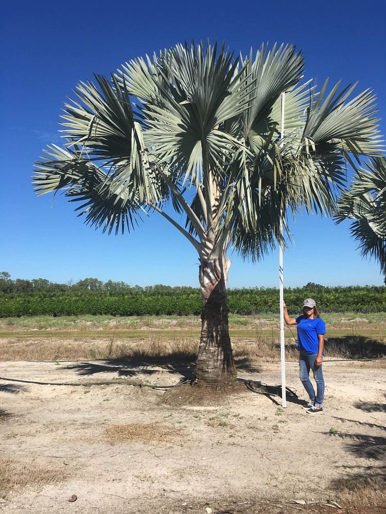 bismarckia-nobilis-bismarck-palm