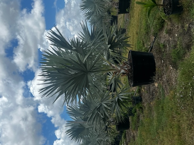 bismarckia-nobilis-bismarck-palm