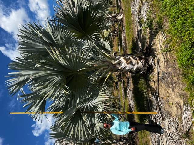 bismarckia-nobilis-bismarck-palm