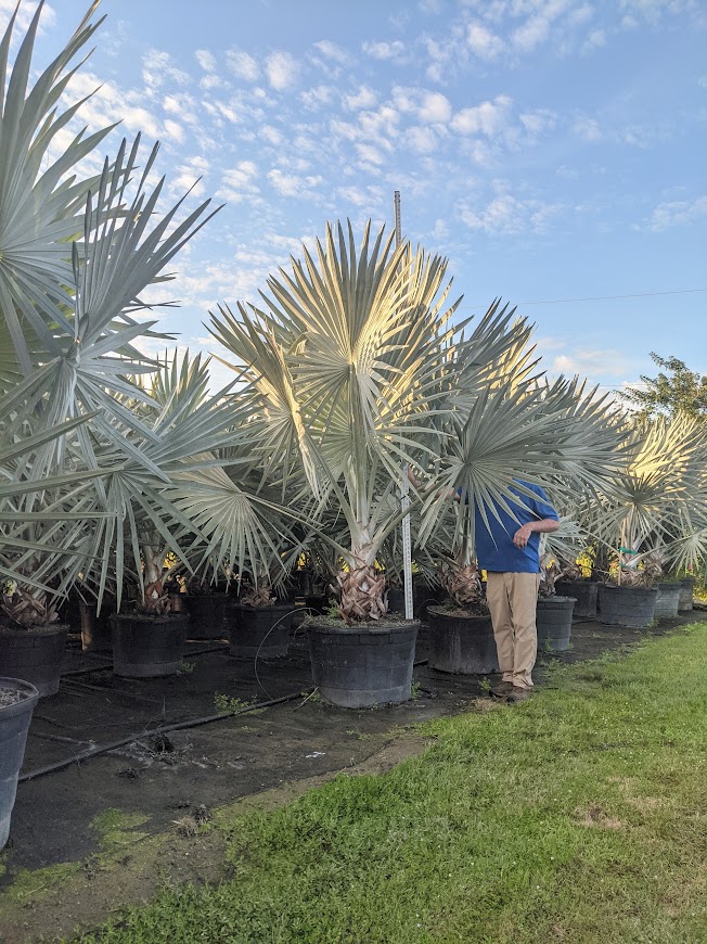 bismarckia-nobilis-bismarck-palm