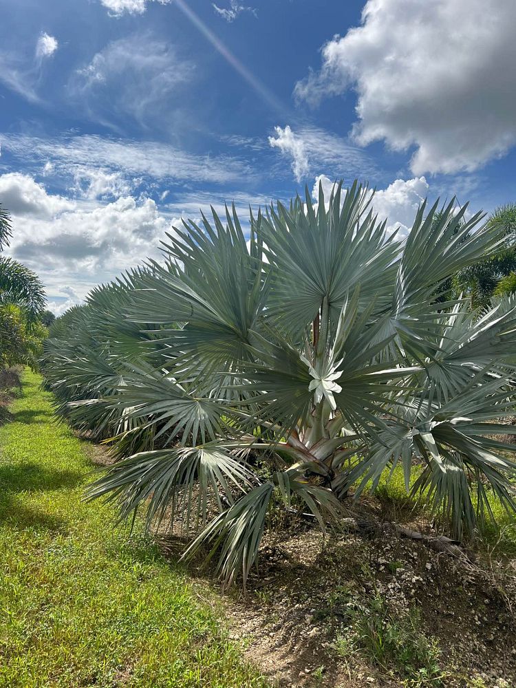 bismarckia-nobilis-bismarck-palm