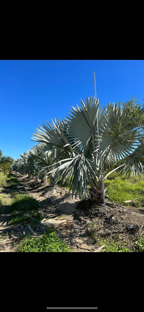 bismarckia-nobilis-bismarck-palm